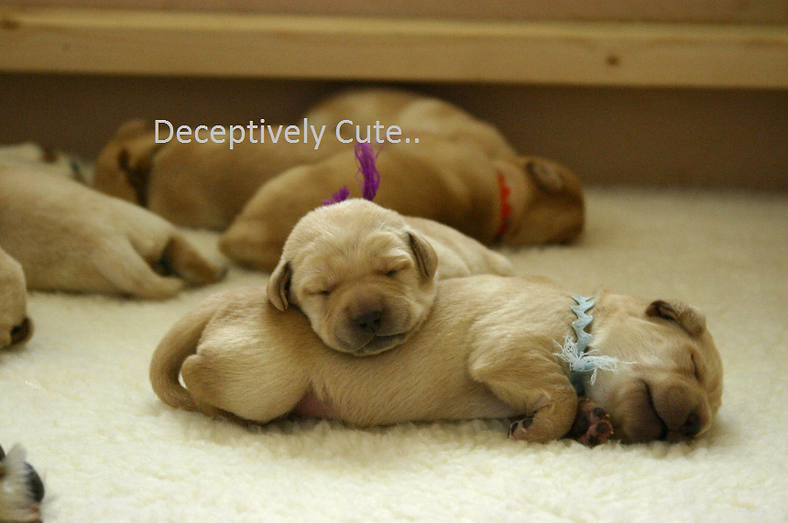 PUPs Virus Alert